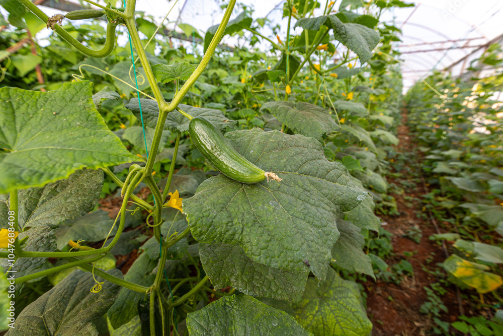Fresh cucumbers in the greenhouse