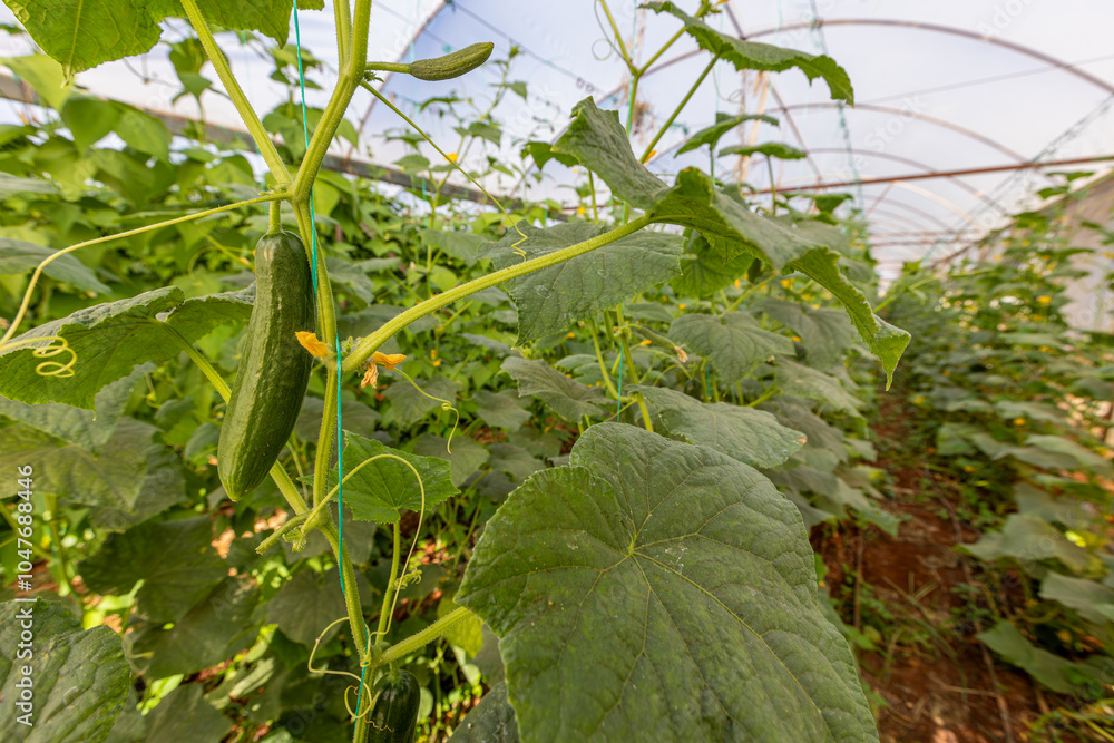 Fresh cucumbers in the greenhouse