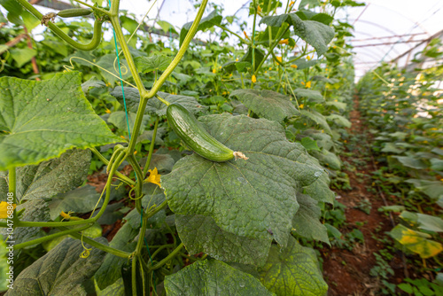 Obraz na płótnie Fresh cucumbers in the greenhouse w salonie