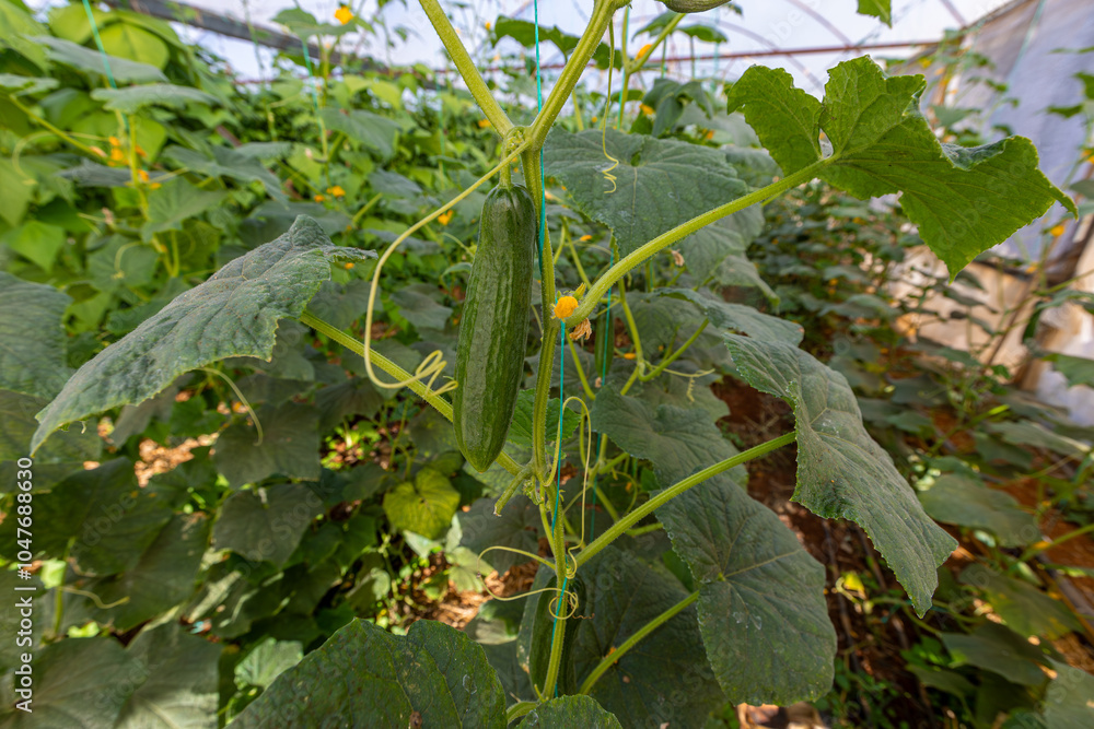 Fresh cucumbers in the greenhouse
