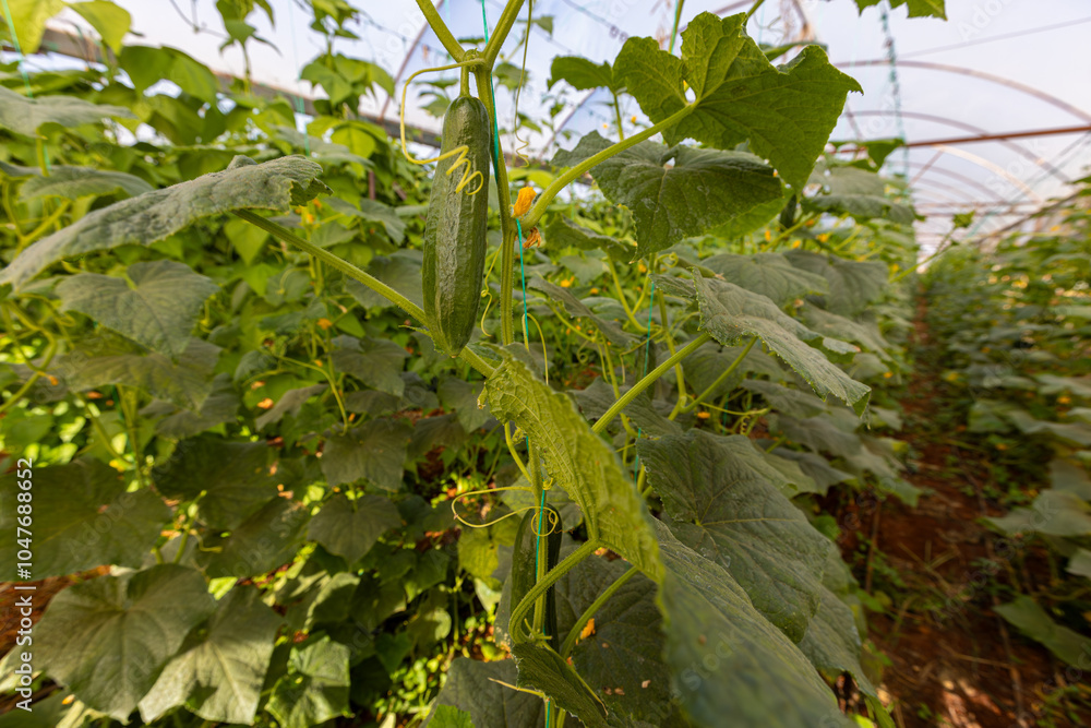 Fresh cucumbers in the greenhouse
