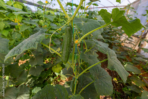 Obraz na płótnie Fresh cucumbers in the greenhouse w salonie