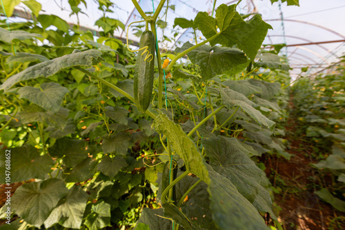 Obraz na płótnie Fresh cucumbers in the greenhouse w salonie
