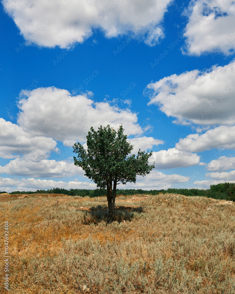 Obraz premium lonely tree in the field