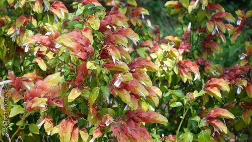 Justicia brandegeana or the Shrimp Plant with pink flowers in a botanical garden, is an elegant evergreen shrub with an open rounded and sprawling habit. The stems are covered in crinkly leaves. photo