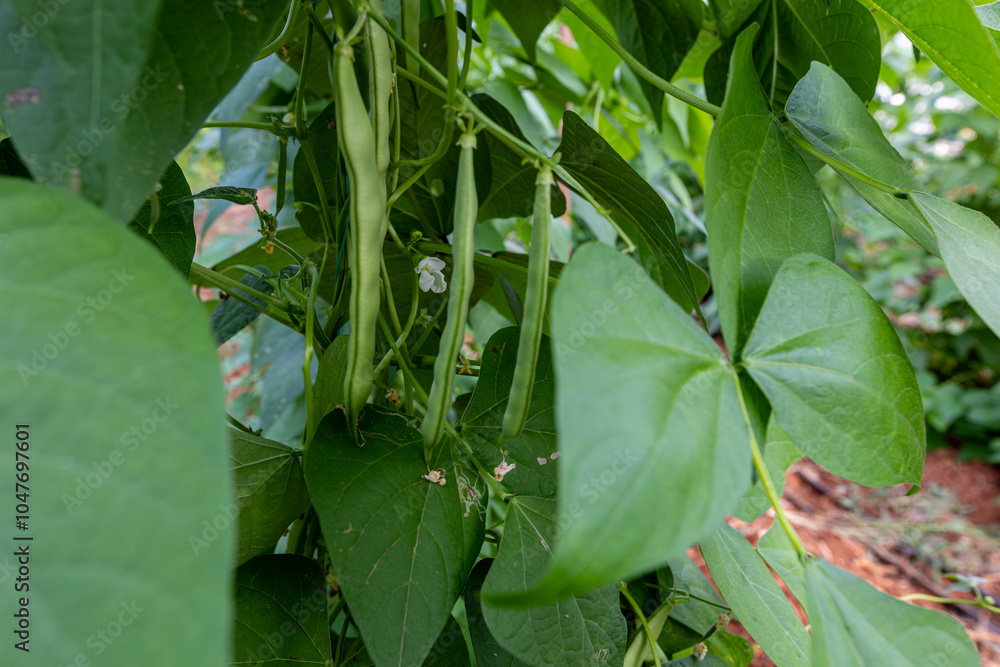 Organic green beans on the branch in the greenhouse of an organic farm.