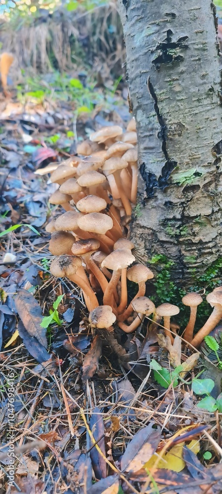 groups of honey mushrooms grow in nature