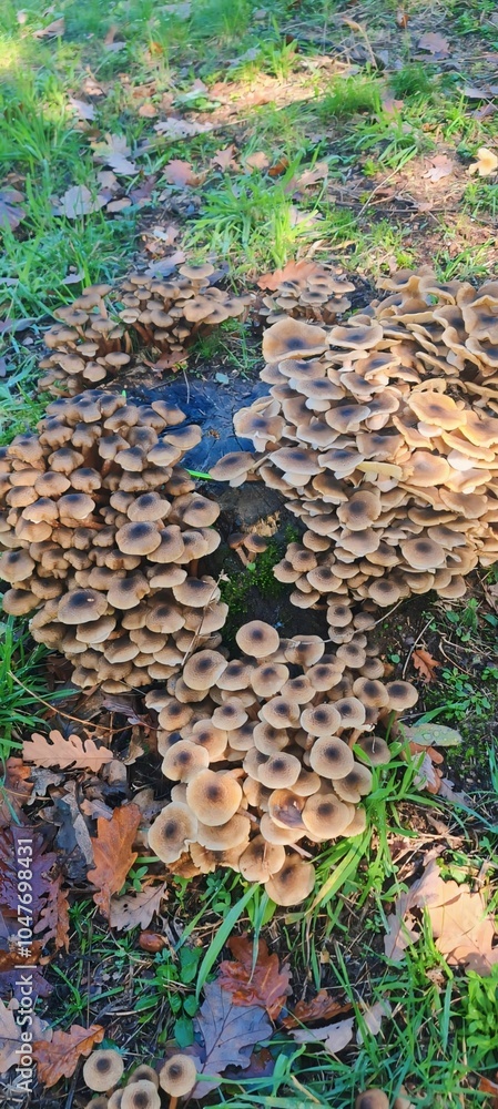 groups of honey mushrooms grow in nature