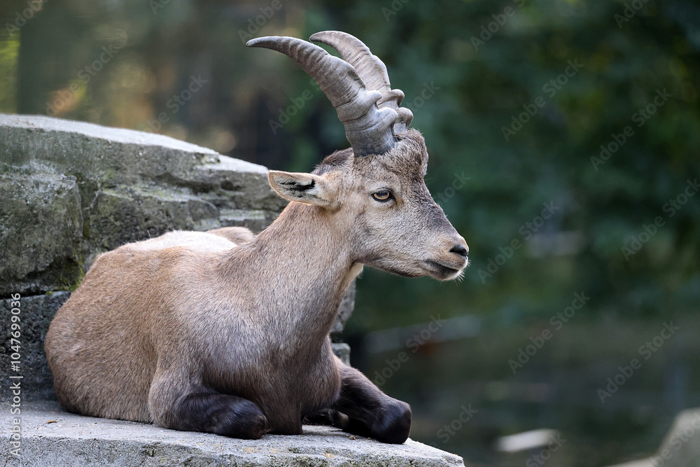 Alpine ibex on rock on nature background