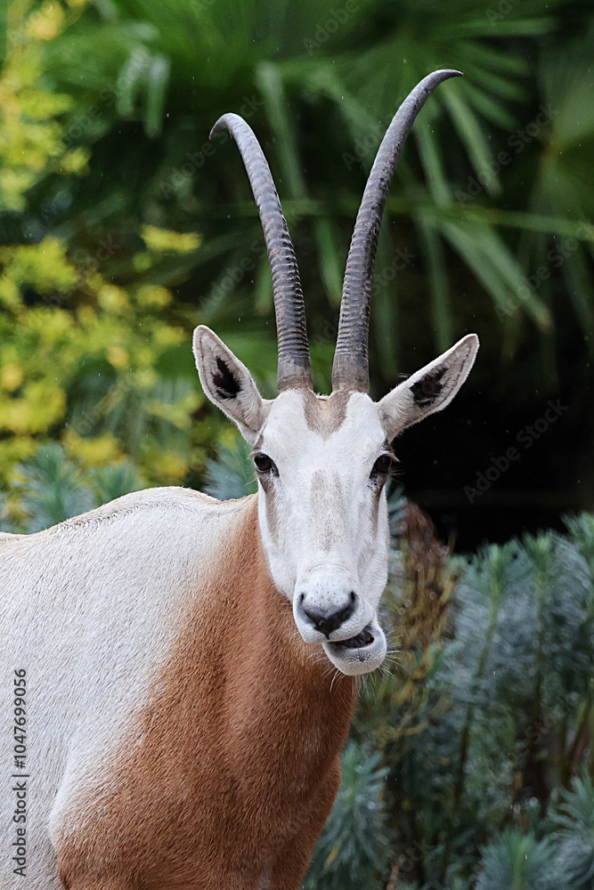 portrait of a scimitar oryx (Oryx dammah)
