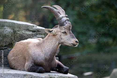 Alpine ibex on rock  on nature background