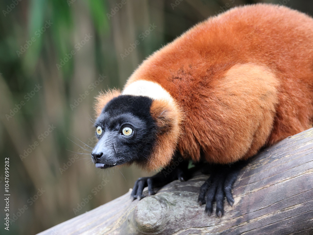 The red ruffed lemur (Varecia rubra)