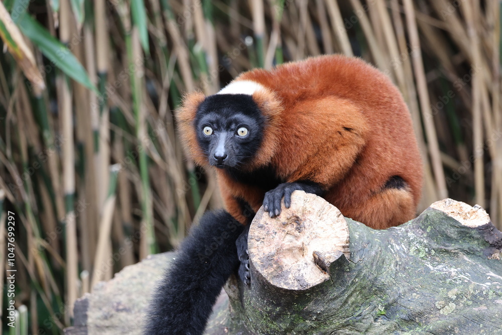 The red ruffed lemur (Varecia rubra)