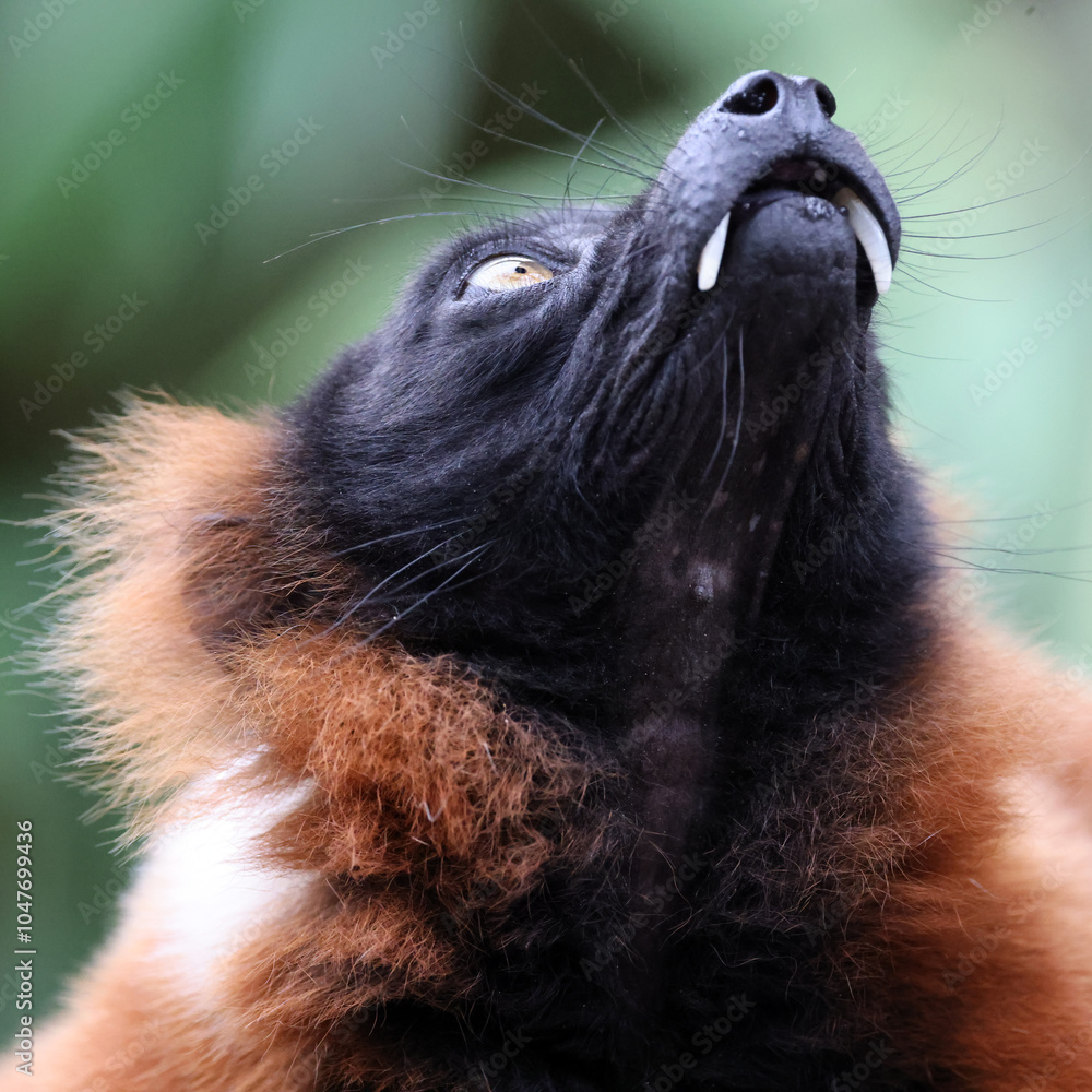 Naklejka premium The red ruffed lemur (Varecia rubra)