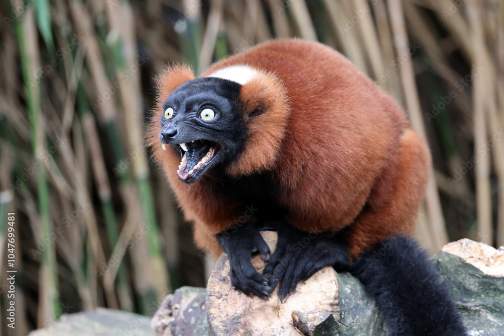The red ruffed lemur (Varecia rubra)