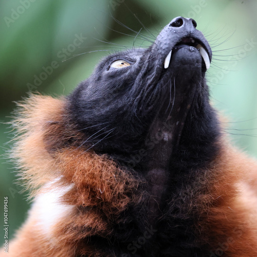 Obraz na płótnie The red ruffed lemur (Varecia rubra) w salonie