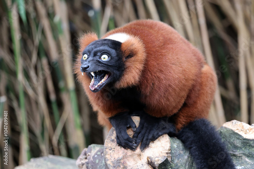 Obraz na płótnie The red ruffed lemur (Varecia rubra) w salonie