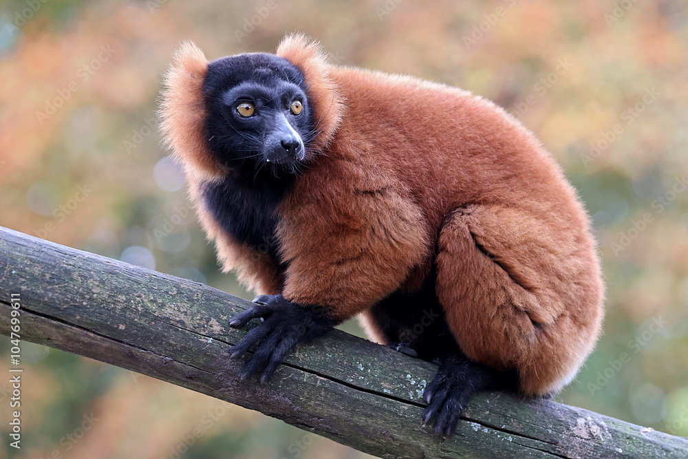 The red ruffed lemur (Varecia rubra)