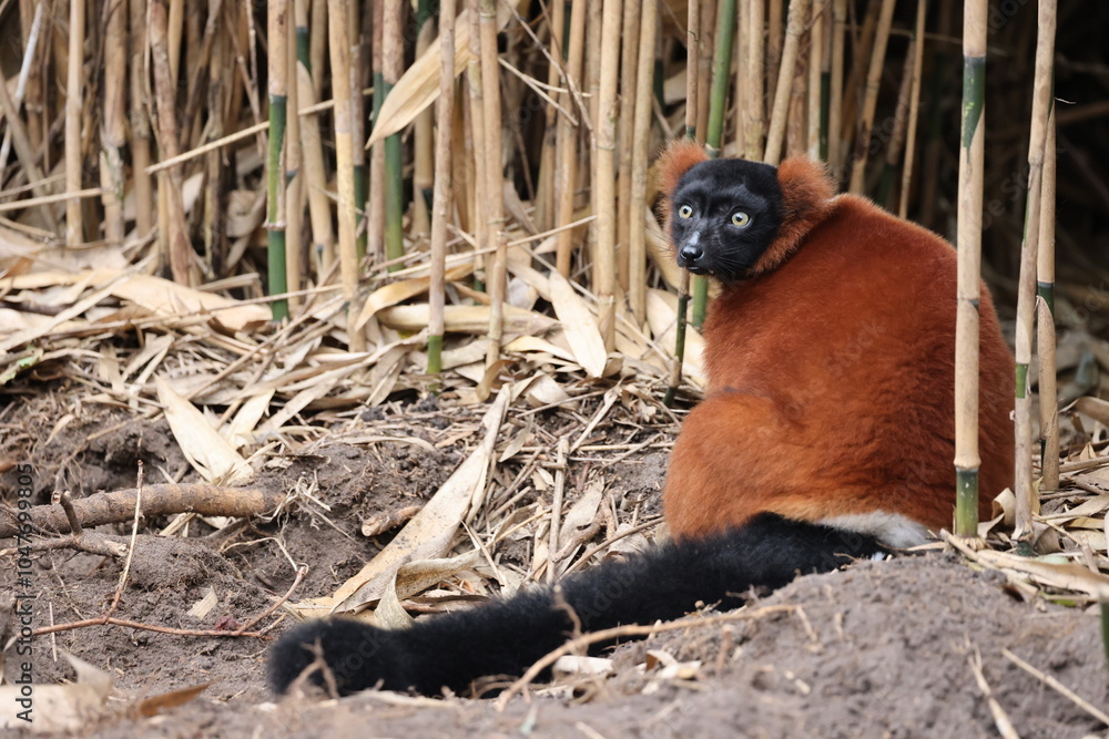 Naklejka premium The red ruffed lemur (Varecia rubra)