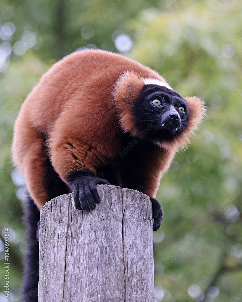 The red ruffed lemur (Varecia rubra)