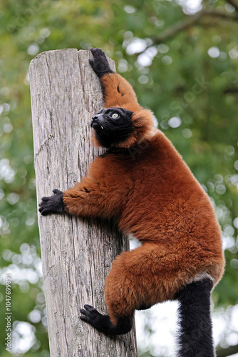 The red ruffed lemur (Varecia rubra)