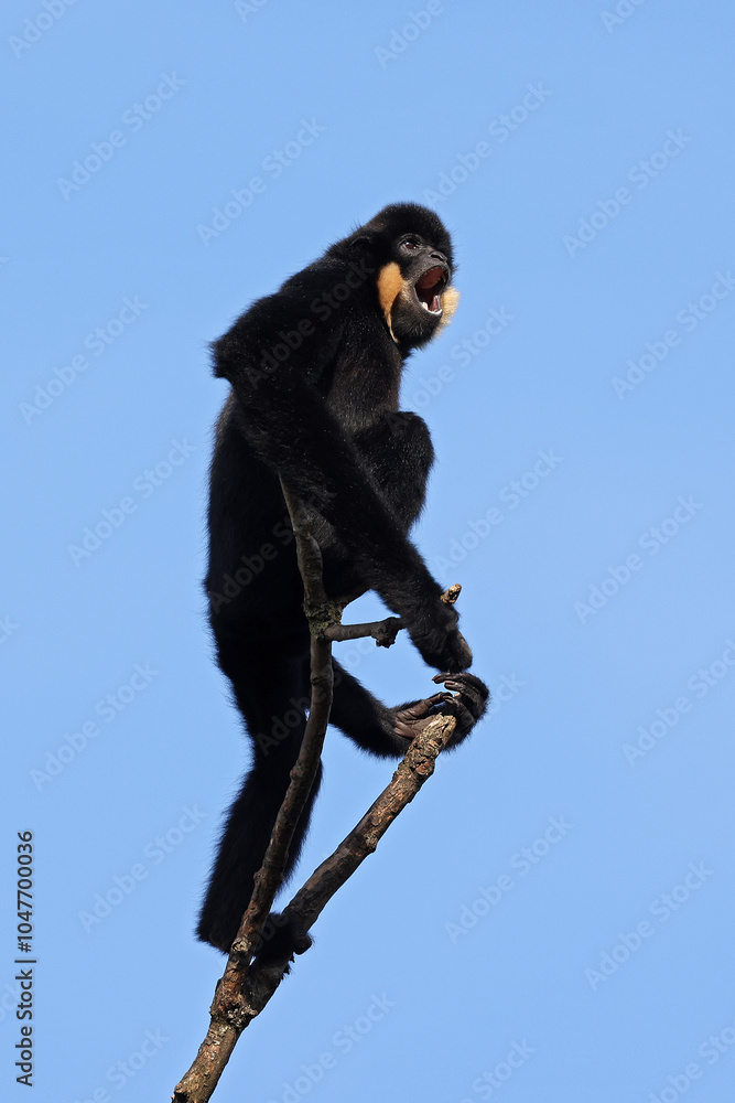 Gibbon (Nomascus gabriellae) monkey on tree