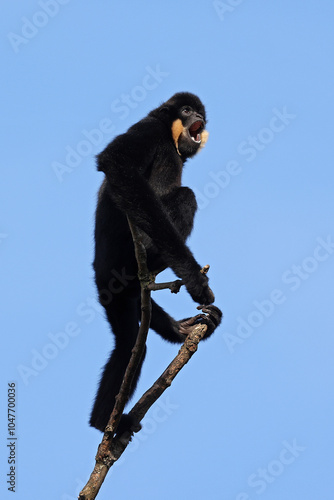 Obraz na płótnie Gibbon (Nomascus gabriellae) monkey on tree w salonie