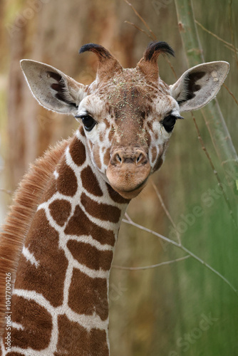 Obraz na płótnie giraffe (Giraffa reticulata) in the zoo close up w salonie