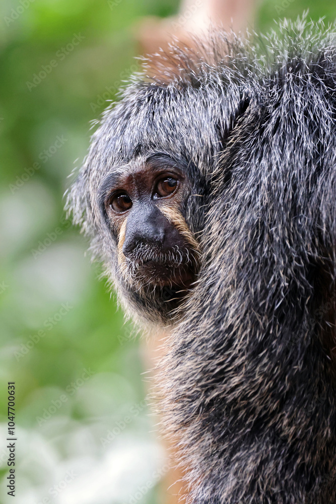 close up of a white faced saki female monkey on blurred background