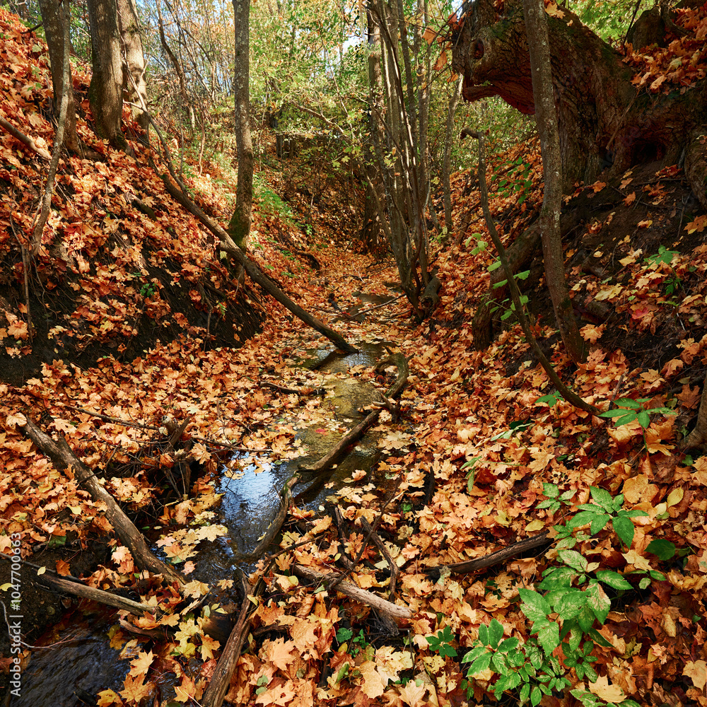 Obraz premium a streamlet in the autumn forest