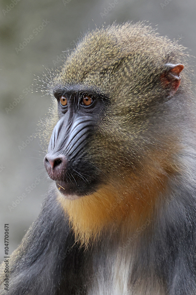 Mandrill (Mandrillus sphinx) close up on blurred background