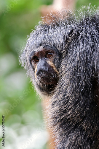 Obraz na płótnie close up of a white faced saki female monkey on blurred background w salonie