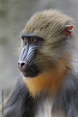 Obraz na płótnie Mandrill (Mandrillus sphinx) close up on blurred background w salonie