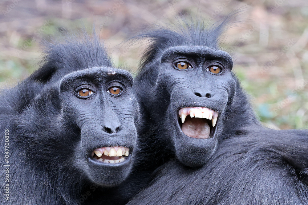 Crested Macaque (Macaca Nigra) close up