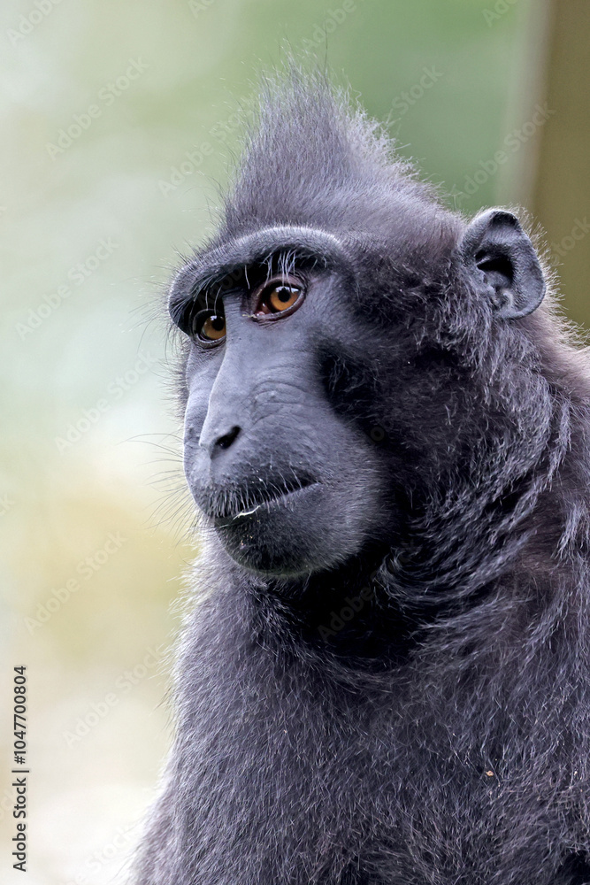 Crested Macaque (Macaca Nigra) close up
