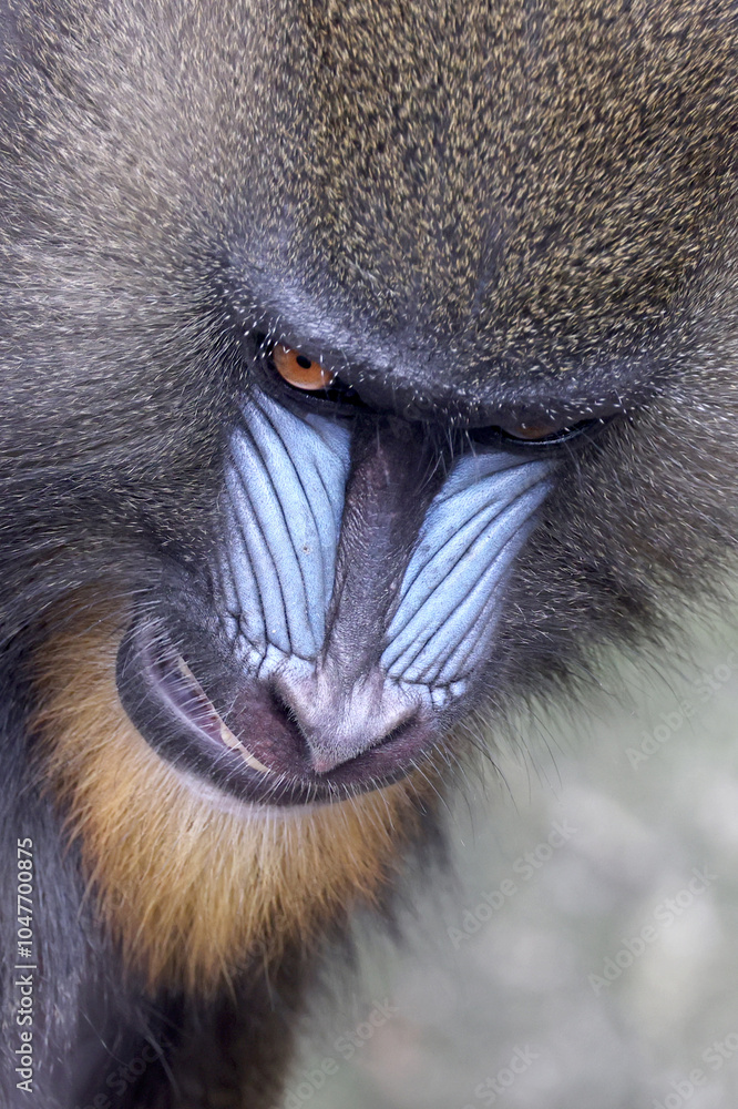 Mandrill (Mandrillus sphinx) close up on blurred background