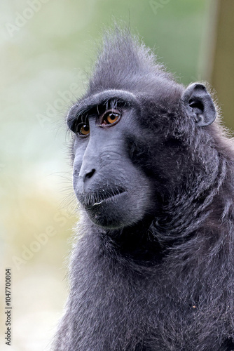 Obraz na płótnie Crested Macaque (Macaca Nigra) close up w salonie