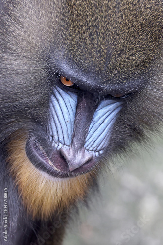 Obraz na płótnie Mandrill (Mandrillus sphinx) close up on blurred background w salonie
