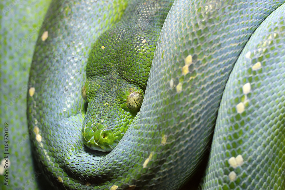 The green tree python (Morelia viridis)