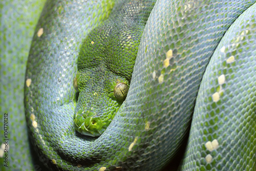 Obraz na płótnie The green tree python (Morelia viridis) w salonie