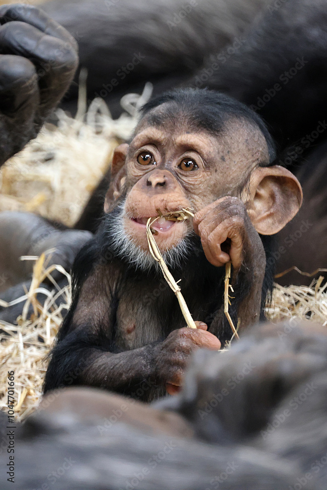 close up of a cute little chimpanzee (pan troglodytes)