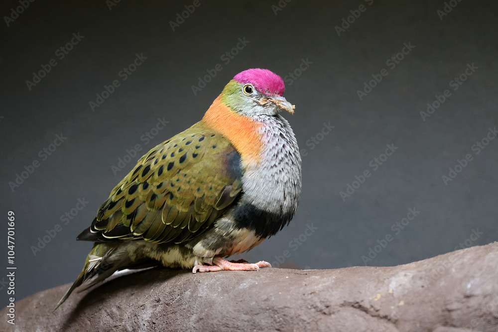 close up portrait of a beautiful superb fruit dove (Ptilinopus superbus)