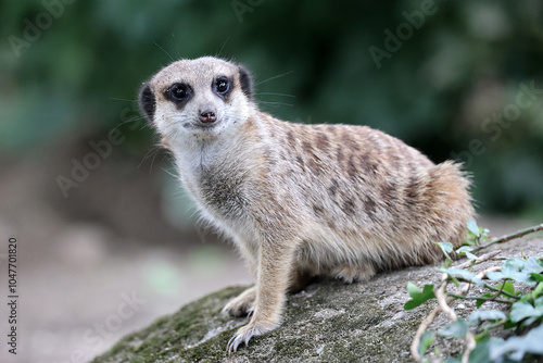 Obraz na płótnie meerkat in the zoo close up w salonie