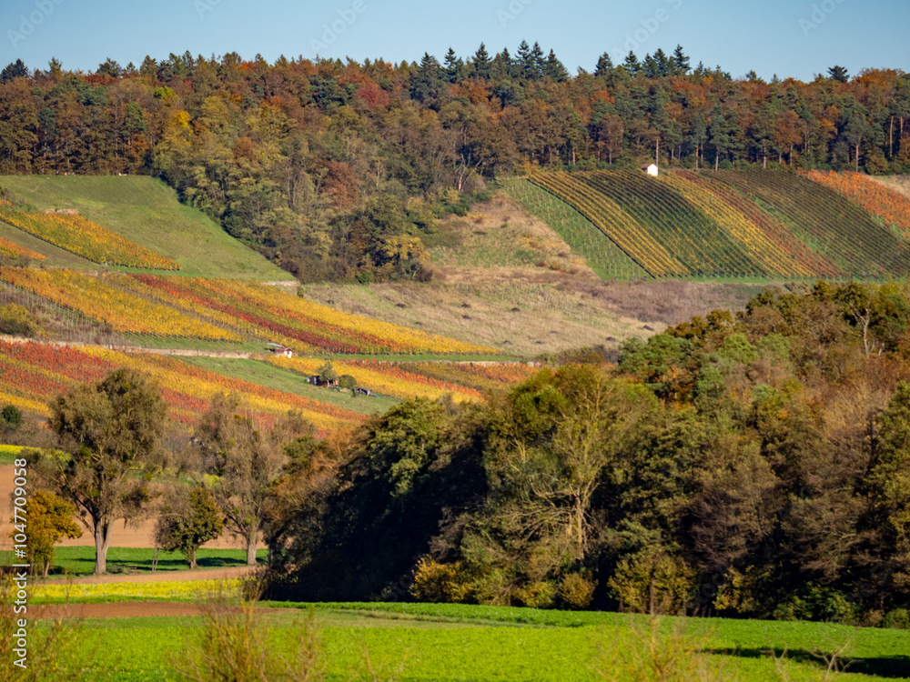 Fototapeta premium Landschaft mit Weinbergen im Herbst