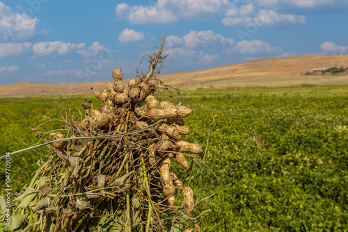 Peanut field in Osmaniye, Türkiye. photo