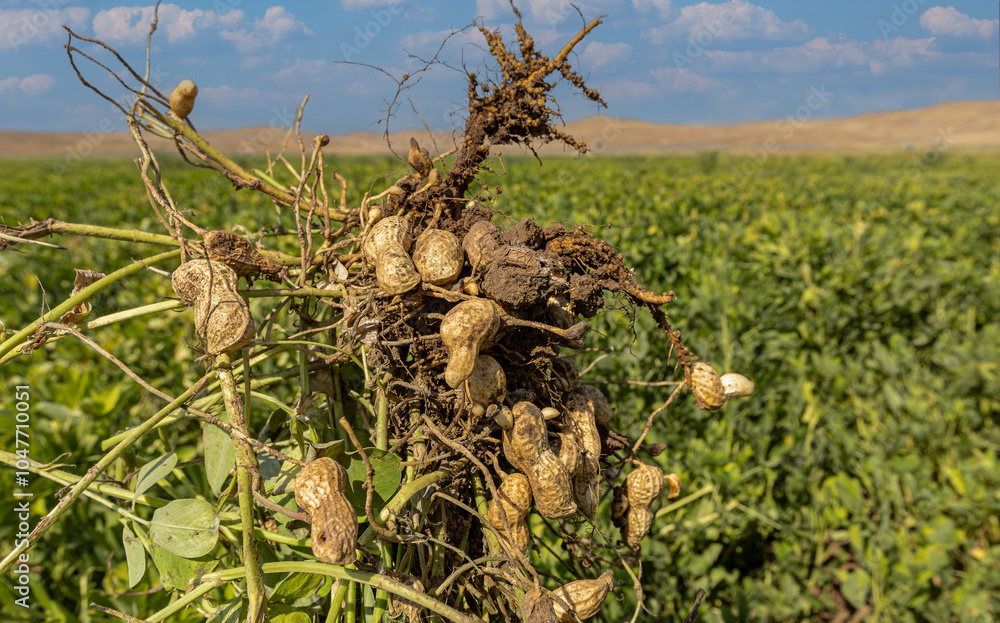 Peanut field in Osmaniye, Türkiye.