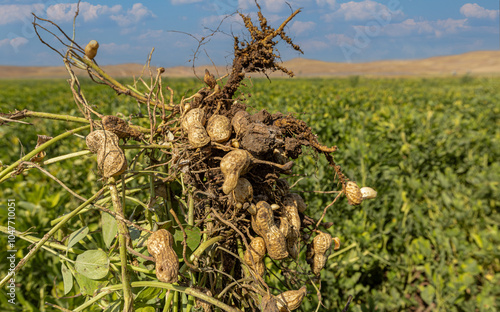 Obraz na płótnie Peanut field in Osmaniye, Türkiye. w salonie