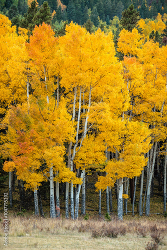 Aspens changing colors in late September, Rocky Mountain Natioanal Park, Colorado photo