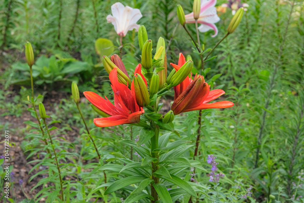 Lilies is blooming. Romantic plants. Nature floral background. Cottage garden. Lilies is blooming. Romantic plants. Nature floral background. Cottage garden.