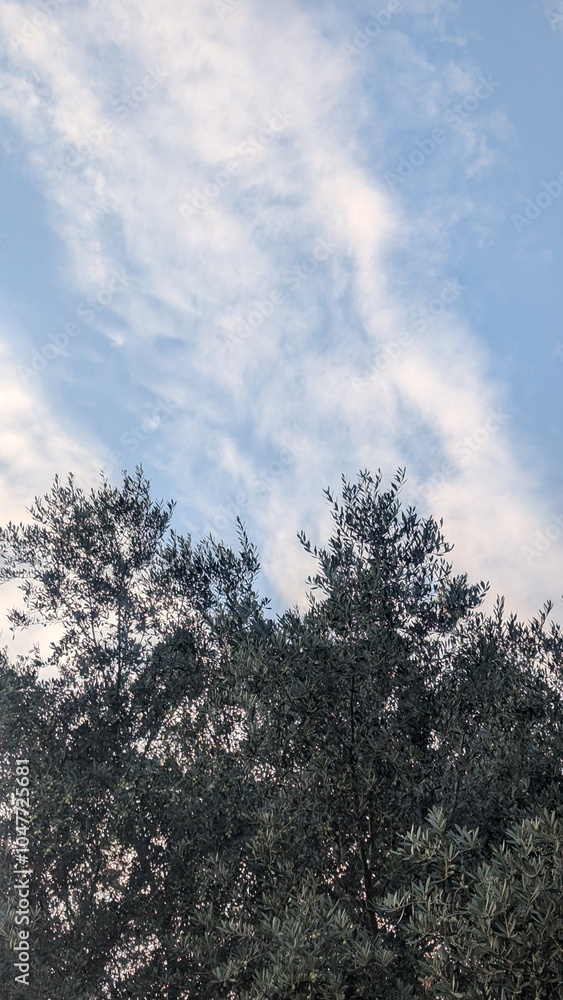 Full olive trees under a cloudy blue sky in Italy.
Full olive trees under a cloudy blue sky in Italy.